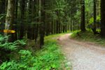 2014-07-05_Laengental-N-Hochweg (986). JPG